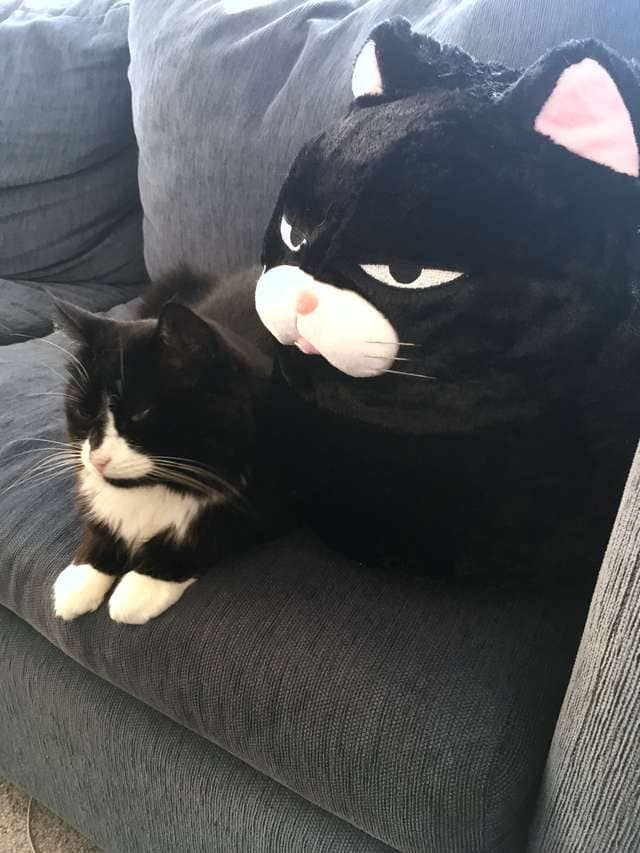 Cat meets Pillow who looks exactly like him and falls in love with him 7