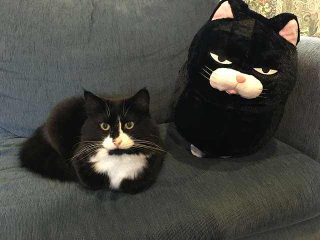 Cat meets Pillow who looks exactly like him and falls in love with him