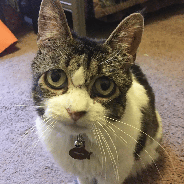 Cat with sad eyes continued to hug and thank the person who saved her 2