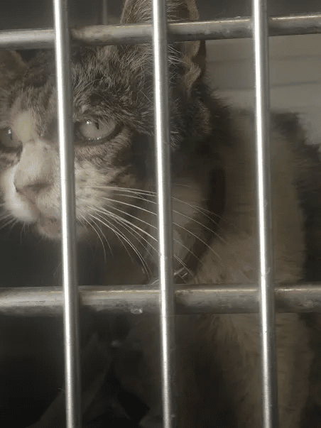 Cat with sad eyes continued to hug and thank the person who saved her 3