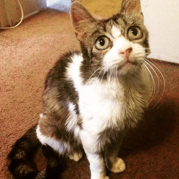 Cat with sad eyes continued to hug and thank the person who saved her 5