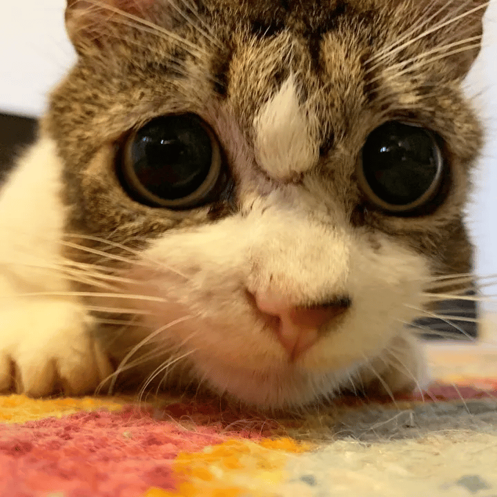 Cat with sad eyes continued to hug and thank the person who saved her 7
