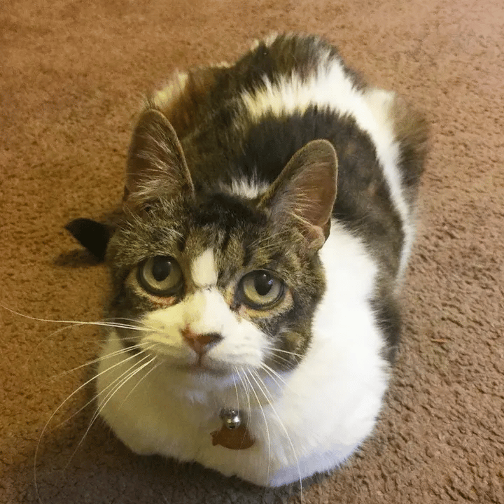 Cat with sad eyes continued to hug and thank the person who saved her 9