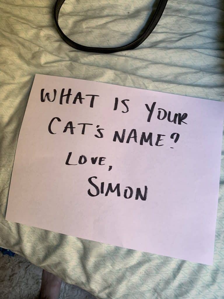 Cats fall in love when they first see one other through a window 3