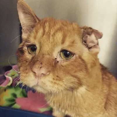 Couple adopts the saddest cat in the shelter 1