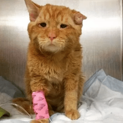 Couple adopts the saddest cat in the shelter 2