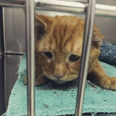 Couple adopts the saddest cat in the shelter 3