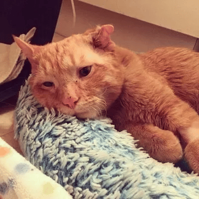 Couple adopts the saddest cat in the shelter 4