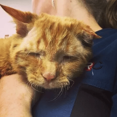 Couple adopts the saddest cat in the shelter 5