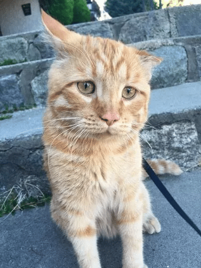 Couple adopts the saddest cat in the shelter 9