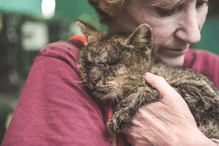 Everyone was afraid to touch this sick cat but one woman didn't care 1