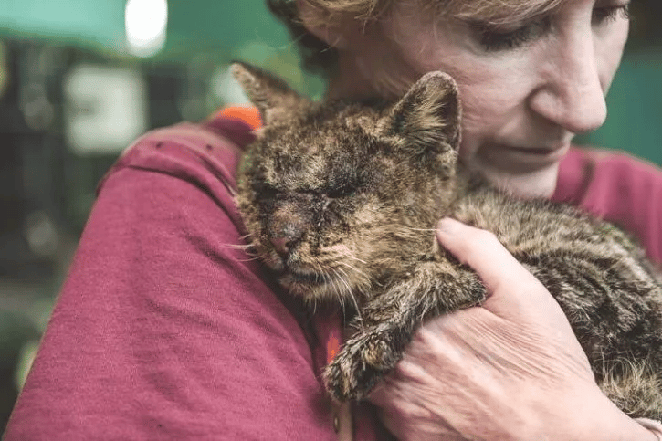 Everyone was afraid to touch this sick cat but one woman didn’t care