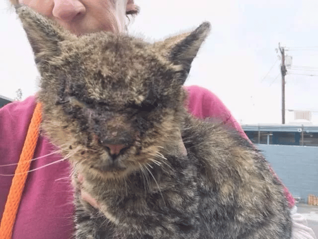 Everyone was afraid to touch this sick cat but one woman didn't care 2