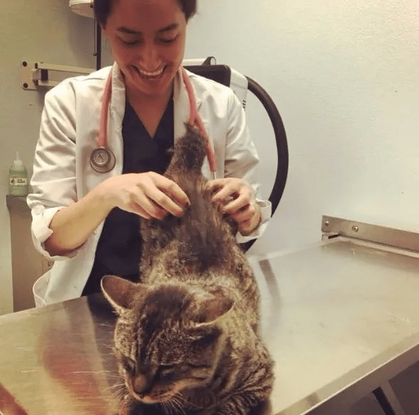 Everyone was afraid to touch this sick cat but one woman didn't care 4