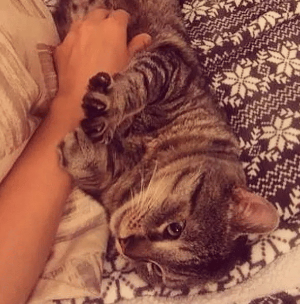 Everyone was afraid to touch this sick cat but one woman didn't care 5