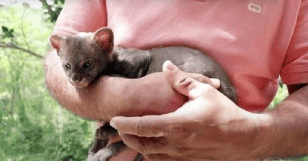 Farmer Finds Stray Kitten By Side Of The Road 1