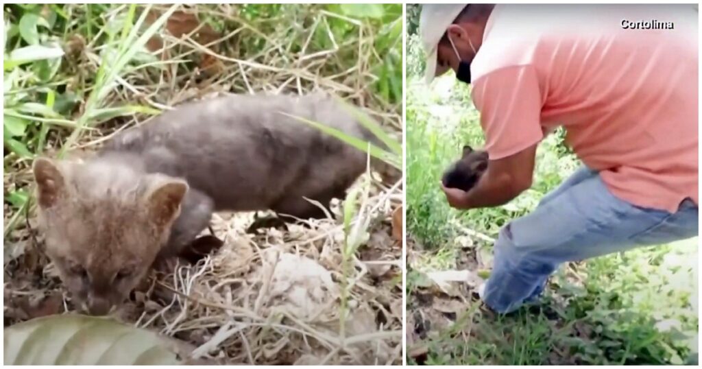 Farmer Finds Stray Kitten By Side Of The Road 2