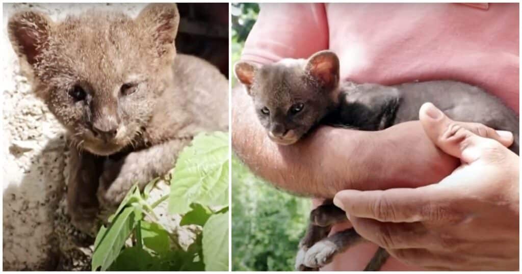 Farmer Finds Stray Kitten By Side Of The Road 3