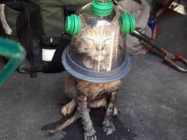 Firefighters use a specialised pet oxygen mask to save the life of an unconscious cat 1