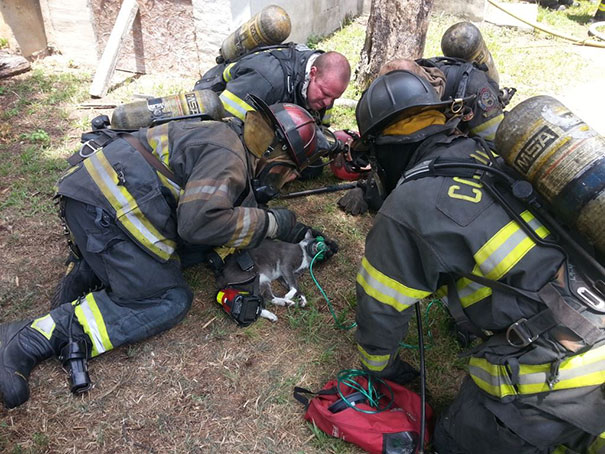 Firefighters use a specialised pet oxygen mask to save the life of an unconscious cat 2