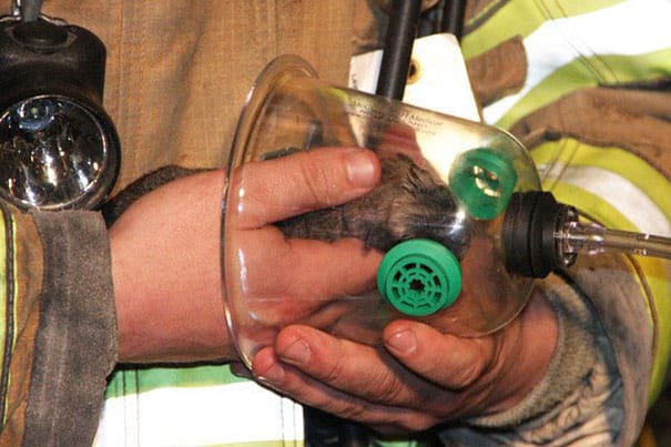 Firefighters use a specialised pet oxygen mask to save the life of an unconscious cat 4