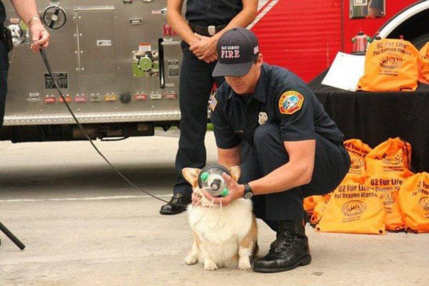 Firefighters use a specialised pet oxygen mask to save the life of an unconscious cat 5