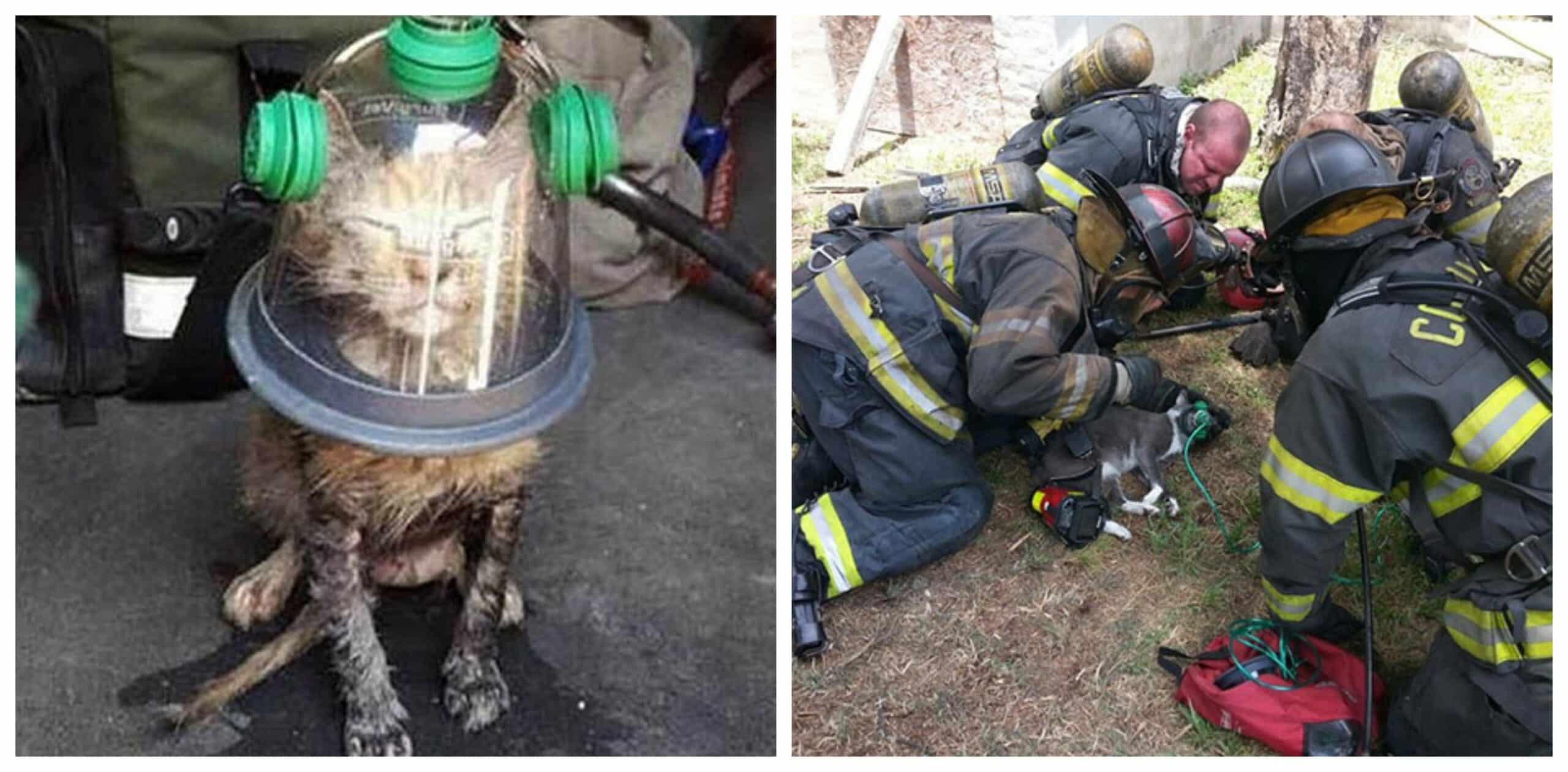 Firefighters use a specialised pet oxygen mask to save the life of an unconscious cat