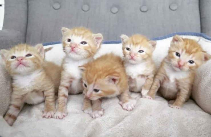 Five orphaned ginger kittens helped in right time