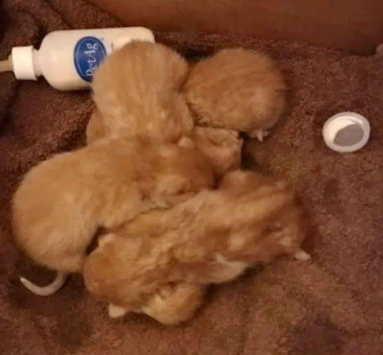 Five orphaned ginger kittens helped in right time 2