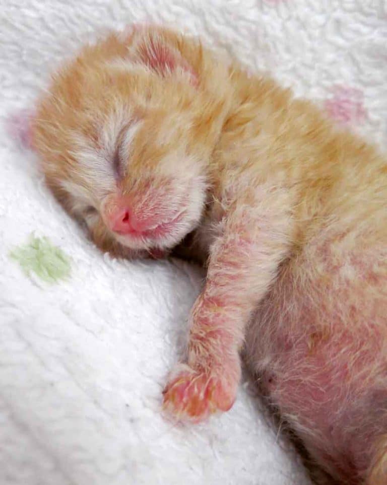 Five orphaned ginger kittens helped in right time 3