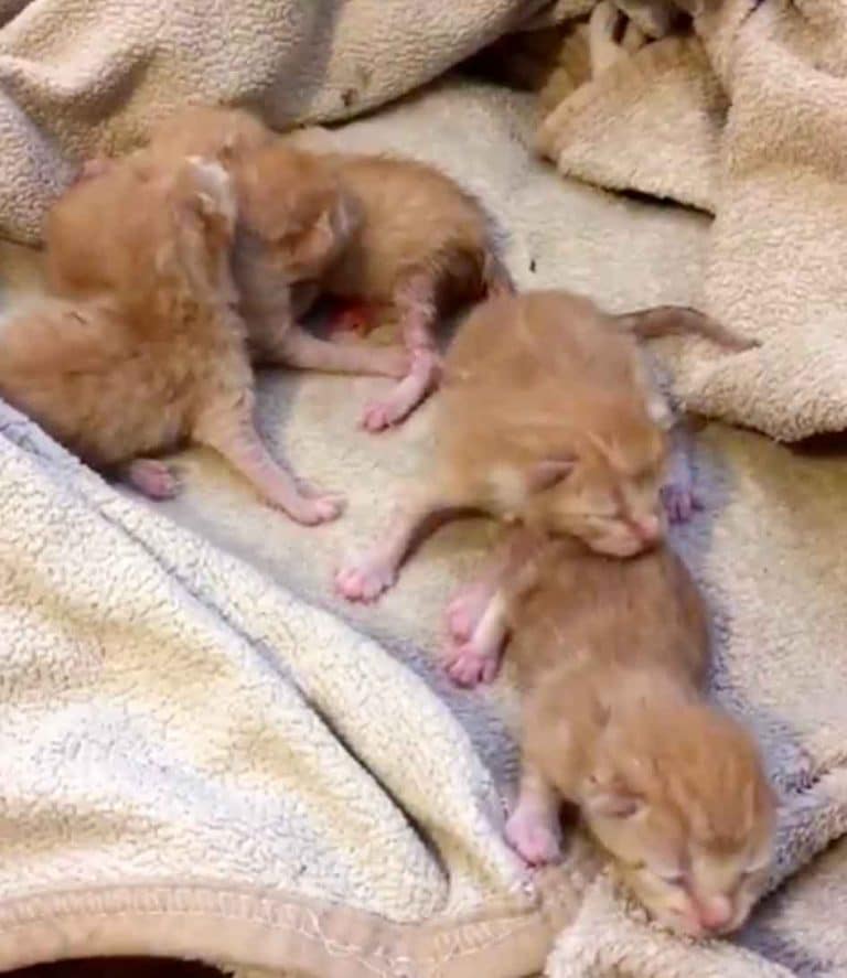 Five orphaned ginger kittens helped in right time 4
