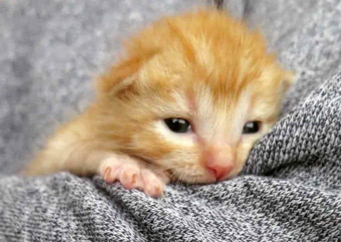 Five orphaned ginger kittens helped in right time 5