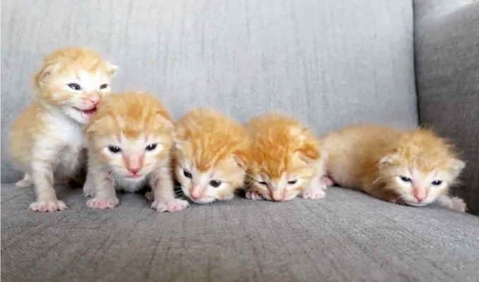 Five orphaned ginger kittens helped in right time 6