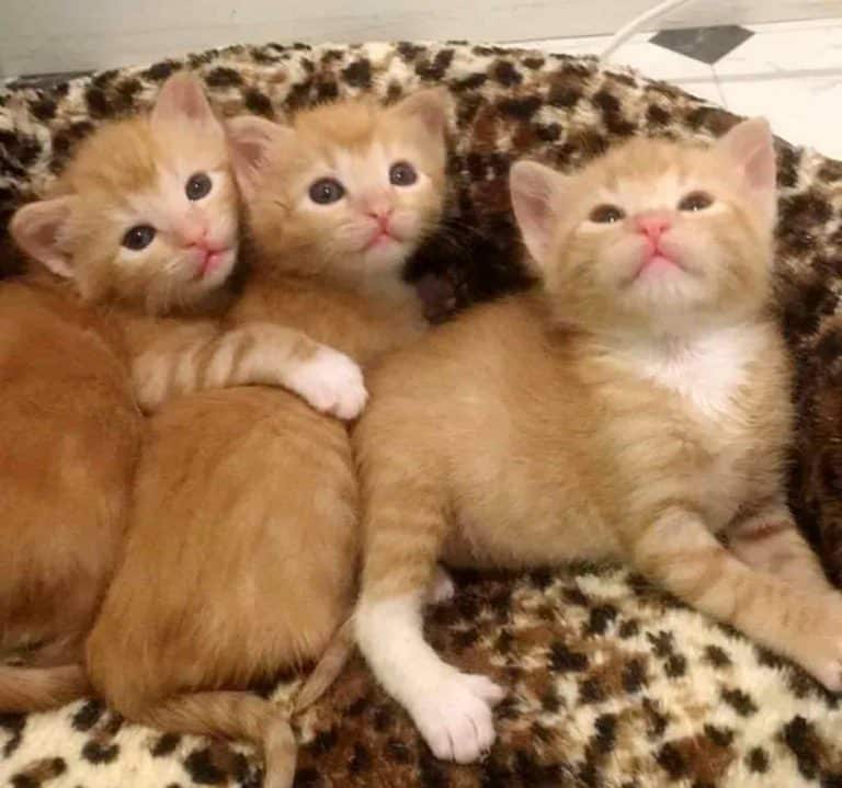 Five orphaned ginger kittens helped in right time 7