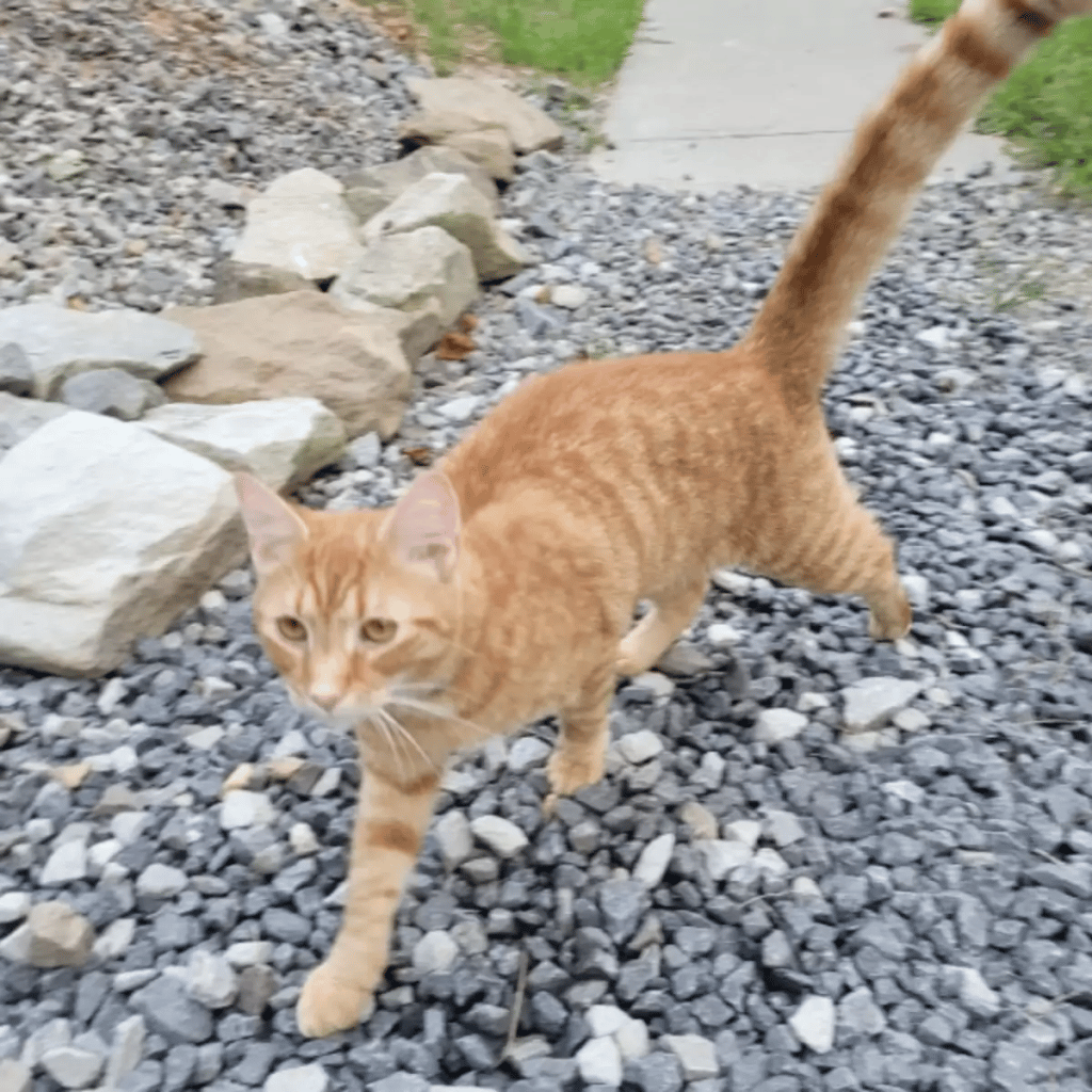 For two months, a brave cat travels 40 miles to locate his missing family 3