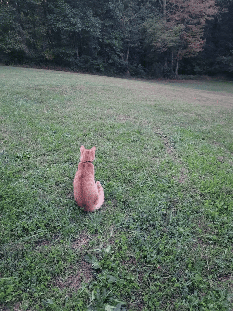 For two months, a brave cat travels 40 miles to locate his missing family 4