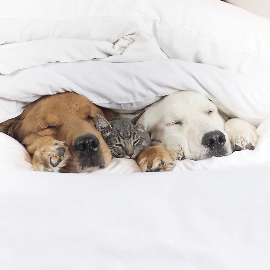 Friends Who Love Napping A Cat And Two Dogs 1