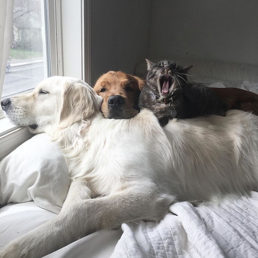 Friends Who Love Napping A Cat And Two Dogs 2