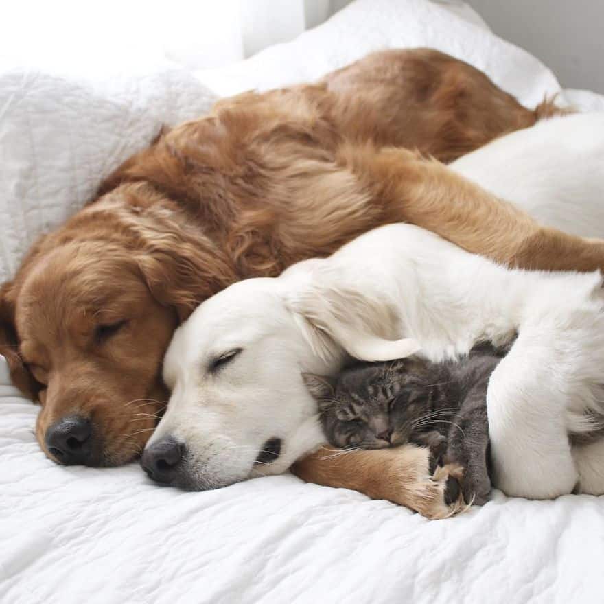 Friends Who Love Napping A Cat And Two Dogs 3