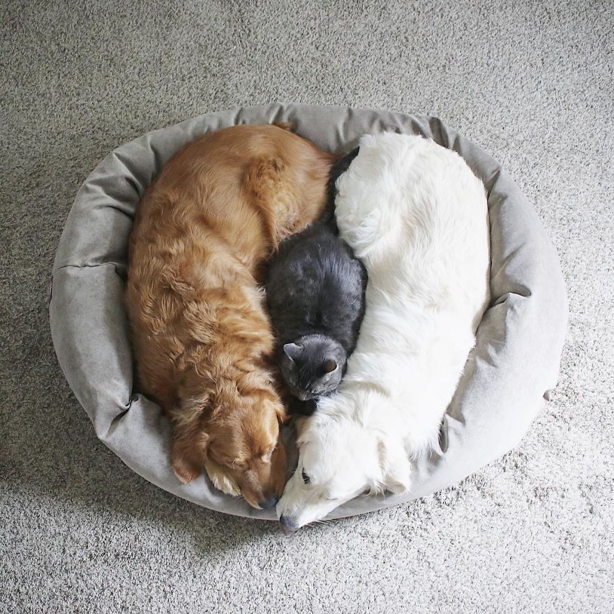 Friends Who Love Napping A Cat And Two Dogs 4