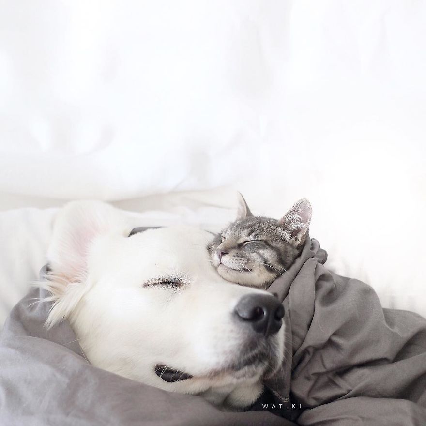 Friends Who Love Napping A Cat And Two Dogs 5