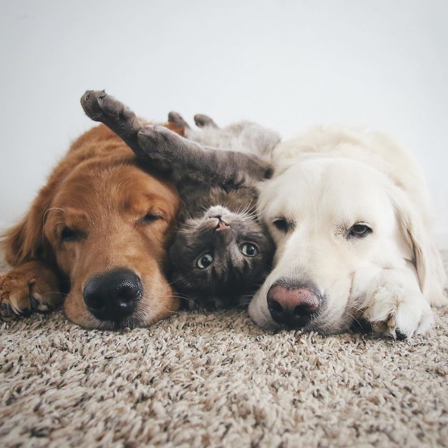 Friends Who Love Napping: A Cat And Two Dogs