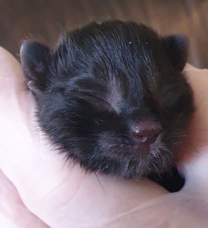 Hero cat saves his young kitten from a fox attack 1