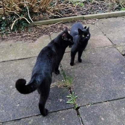 Hero cat saves his young kitten from a fox attack 5