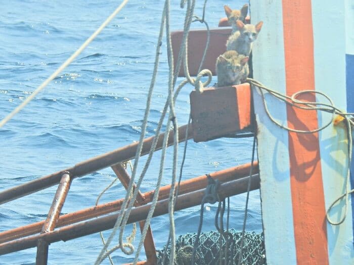 Heroic Thai Navy Officer Rescues Four Cats From the Ocean  1