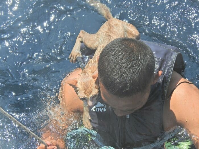 Heroic Thai Navy Officer Rescues Four Cats From the Ocean 6