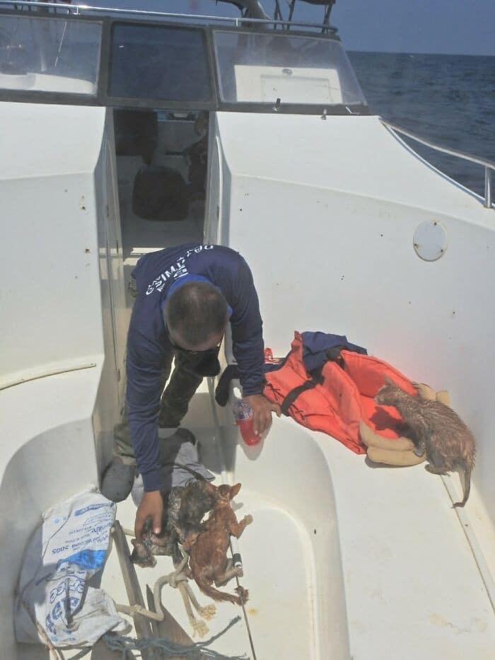 Heroic Thai Navy Officer Rescues Four Cats From the Ocean 7