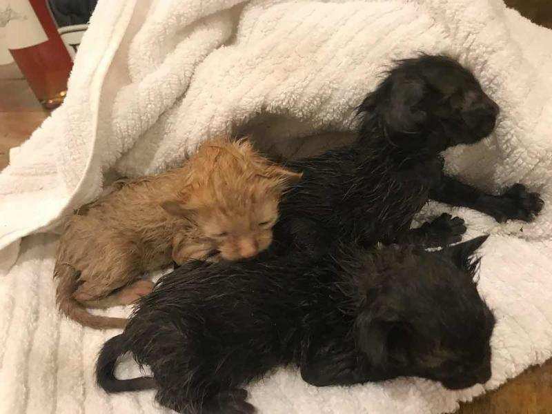 Houston guy rescues three kittens from a hurricane and returns to locate their mother 1
