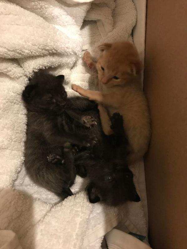 Houston guy rescues three kittens from a hurricane and returns to locate their mother 2