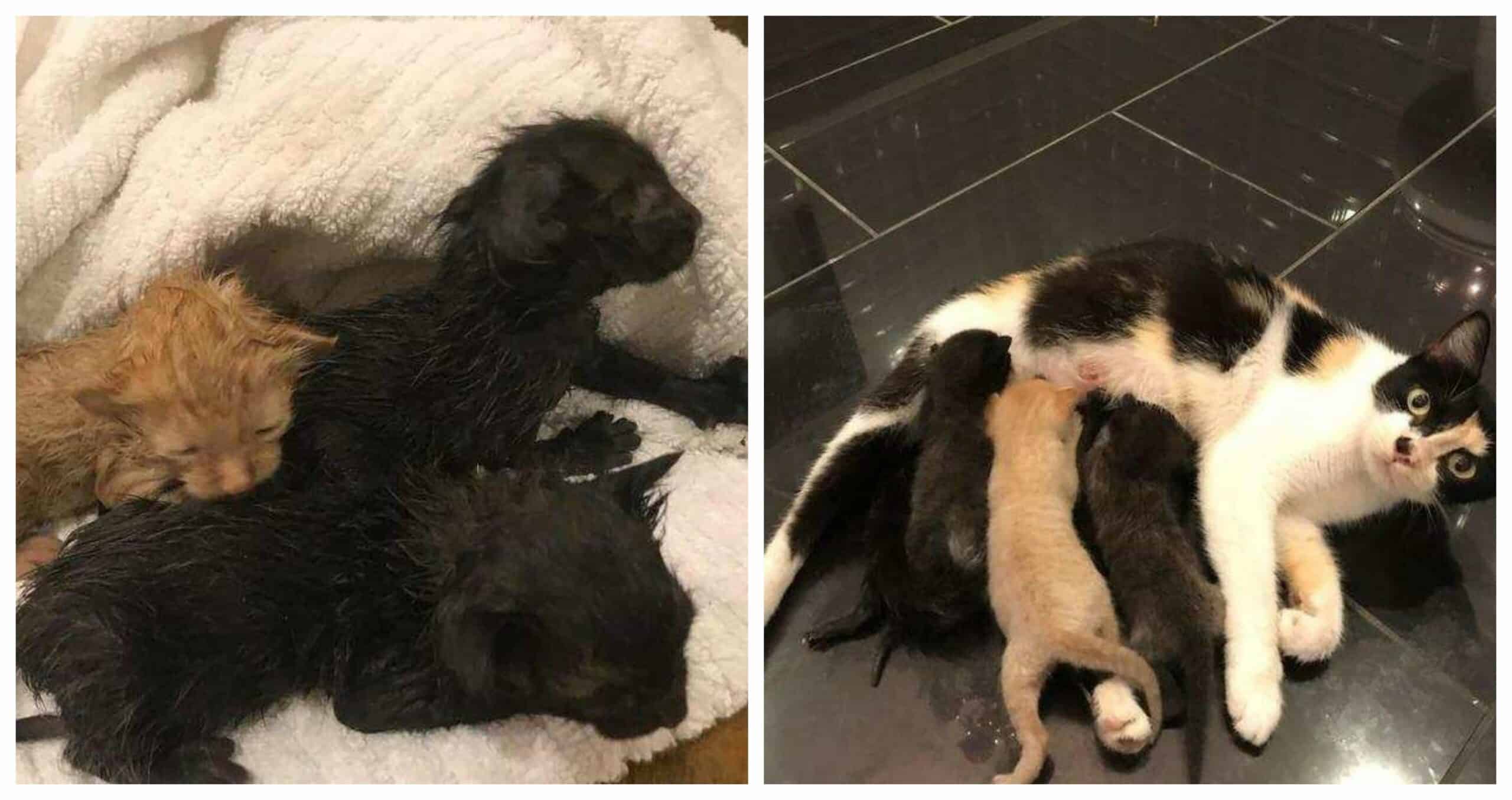 Houston guy rescues three kittens from a hurricane and returns to locate their mother